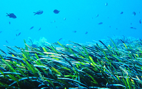 Deniz çayırlarının önemi; 
Akdeniz Havzası'nda deniz çayırı türleri 
Posidonia oceanica, 
Cymodocea nodosa 
Zostera noltii 
Ekosisteme Katkısı:
Dünya üzerindeki tüm bitki popularyonları arasında karbonu yakalama özelliği en fazla olanlar deniz çayırlarıdır. 2000 TON/ha dır. Bununla birlikte tropikal ormanlardan daha fazla organik  madde üretirler.
Suyu oksijence zenginleştirirler: Her gün her m2 için 10 ile 15 lt’nin üzerinde oksijen oluştururlar. yılda metrekare başına 5000 litrenin üzerinde oksijen üretim kapasitesine sahiptir 
Birçok deniz canlısına balık türlerine, alglere ve omurgasızlara ev sahipliği yapmaktadır. 
Güçlü akıntı ve dalgaları şiddetini azaltırlar.
Akıntı ve dalgalarla birlikte su kolonunda oluşan askıda katı maddeleri bünyelerine alarak suyu berraklaştırır
Ölü yaprakların littoral zonda birikimi sayesinde bariyer görevi görürler.

Posidonia ocanica özellikleri;
Posidonia oceanica birincil üretim açısından en önemli deniz çayırı türüdür ve Akdeniz’e özgü endemik bir tür olarak yalnızca Ege ve Akdeniz kıyılarında bulunmaktadır. 
Akdeniz kıyılarında 45 metre derinliğe kadar yayılım gösteren ve 30 yıl kadar yaşayabilen çok yıllık bir bitkidir
IUCN)’nin yayınladığı Kırmızı Listede ‘Düşük Riskli’ (Least Concern) statüsünde olmasına karşı türün popülasyon durumu azalma eğilimindedir.
Akdeniz’deki deniz çayırı habitatlarının %90’ı tahrip olmuş durumdadır.
2020 tarihli bir BM raporu, bu önemli deniz habitatının her yıl dünya çapında %7'sinin kaybolduğunu, bu da her 30 dakikada bir futbol sahasının genişliğinde deniz çayırının kaybolmasına eşdeğer olduğunu söyledi.
Küresel toplam “mavi karbon” habitatlarının beşte birine ev sahipliği yaptıklarını tespit etti.
2019 yılında yapılan bir çalışmada Türkiye kıyılarında deniz çayırları dağılımının 14 486.20 hektar dan daha fazla olduğu ortaya çıkarılmıştır..(Akçalı ve diğ. 2019)
Akdeniz’de yaklaşık olarak 25.000 ile 50.000 km2 lik bir alan kapladığı belirtilmektedir.
Yılda ortalama 2 cm büyüme gösteren bu türün 1 m2 çayırının yaklaşık 100 yılda oluştuğu hesaplanmaktadır. 
teknelerin çapa atması ve taraması, deniz suyunun istilacı yosun türleri (Caulerpa taxifolia vb.), balık çiftliklerindeki aşırı yemleme, kıyıların bozulması (yapılaşma, yol yapımı vb), yazlık konut ve sitelerdeki ev sahiplerinin, yüzerken rahatsız oldukları gerekçesiyle bu bitki topluluklarını temizletmeleri, hayalet ağlar ve diğer atıklar sonucu su yüzeyinin kaplanması ile ışığın deniz çayırlarına ulaşamaması gibi sebepler de azalmayı hızlandırmaktadır.
Deniz çayırlarının koruna bilmesi ve habitat re jenerasyonu için ilk olarak izleme istasyonları kurularak, deniz çayırlarının alt ve üst yayılım sınırlarının belirlenmesi, bulunduğu bölgedeki hareketliliğin izlenerek, azaltılması, belirli derinliklerde kurulacak istasyonlarla su kalitesi ve ışık geçirgenliğinin düzenli olarak ölçümlenmesi gerekmektedir. 
Barselona Kongresi’nde akit taraflarca 1999’da kabul edilen Eylem Planının 
uygulanması UNEP/MAP-RAC/SPA tarafından sağlanmaktadır.
NOT: Çanakkale ve Marmara Denizi’nde deniz çayırları içinde makroalg topluluklarında 87 taxa (Taşkın ve Öztürk 2013),

Kaynak: https://www.theguardian.com/environment/2021/mar/04/catastrophic-uk-has-lost-90-of-seagrass-meadows-study-finds