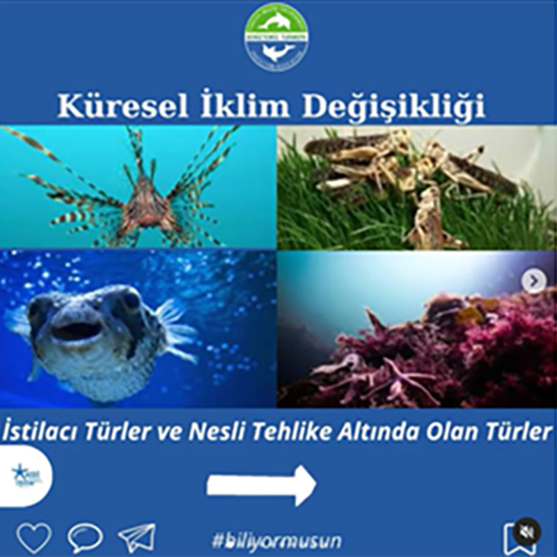 istilacı türler işareti